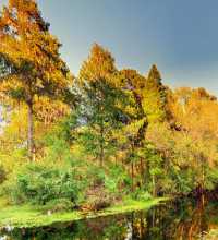 This link leads to a panoramic image of Lettuce Lake Park in Tampa. The photographic images were shot with a Canon S95.