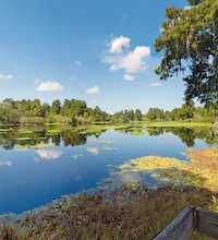 This link leads to a panoramic image of Lettuce Lake Park in Tampa. The photographic images were shot with a Canon S95.